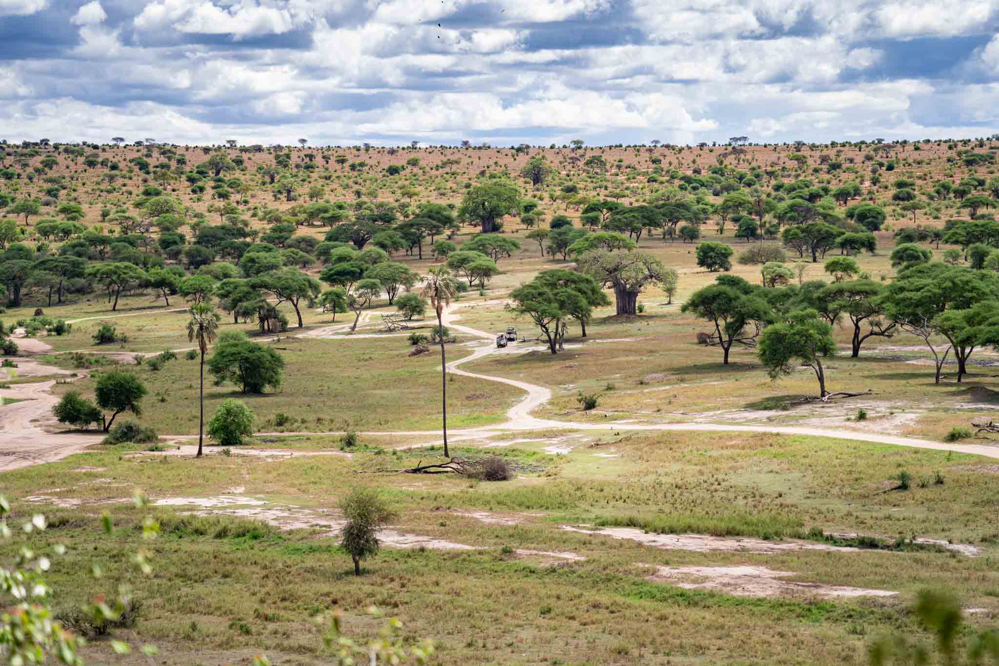 Tarangire-National-Park-Tanzania-safari