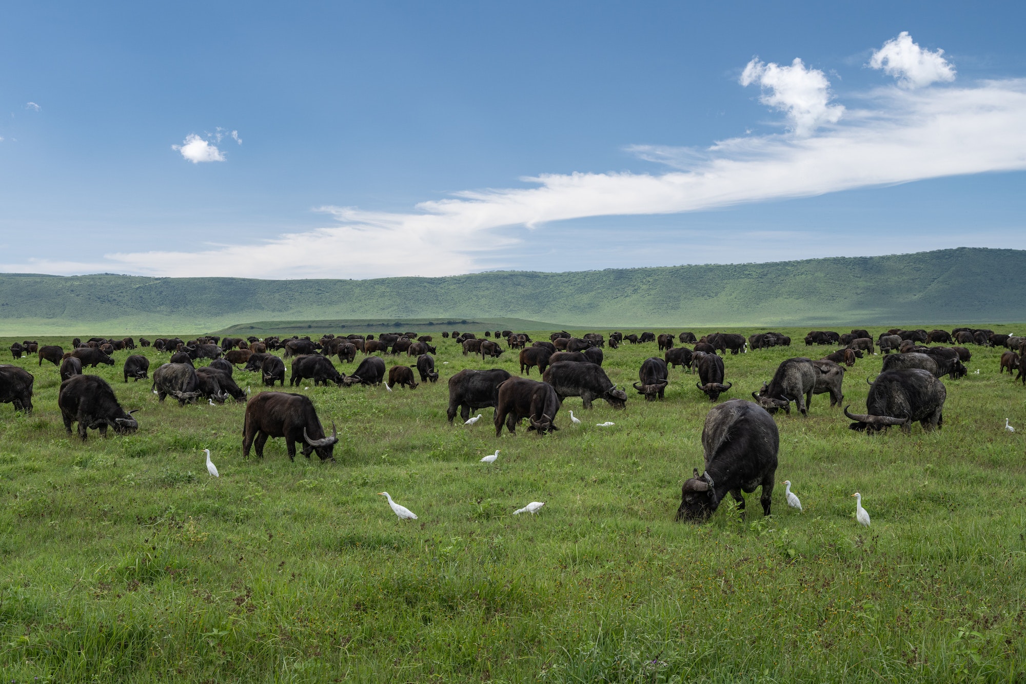Bufalos in Ngorongoro