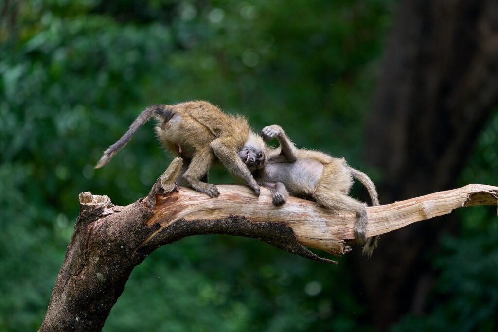 brown monkeys on brown tree branch during daytime