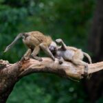 brown monkeys on brown tree branch during daytime