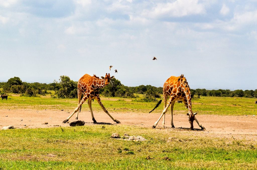 brown giraffe on green grass field during daytime