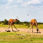 brown giraffe on green grass field during daytime