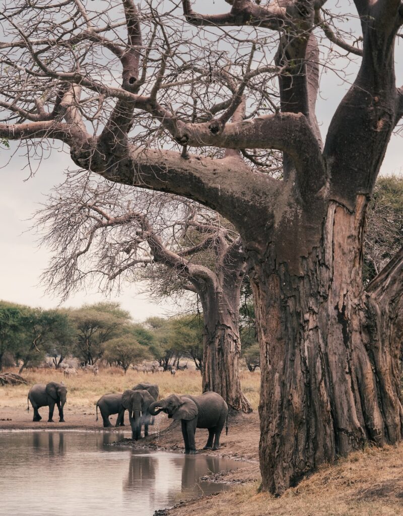 elephant and elephant on forest during daytime