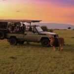 a safari vehicle with a cow in the foreground