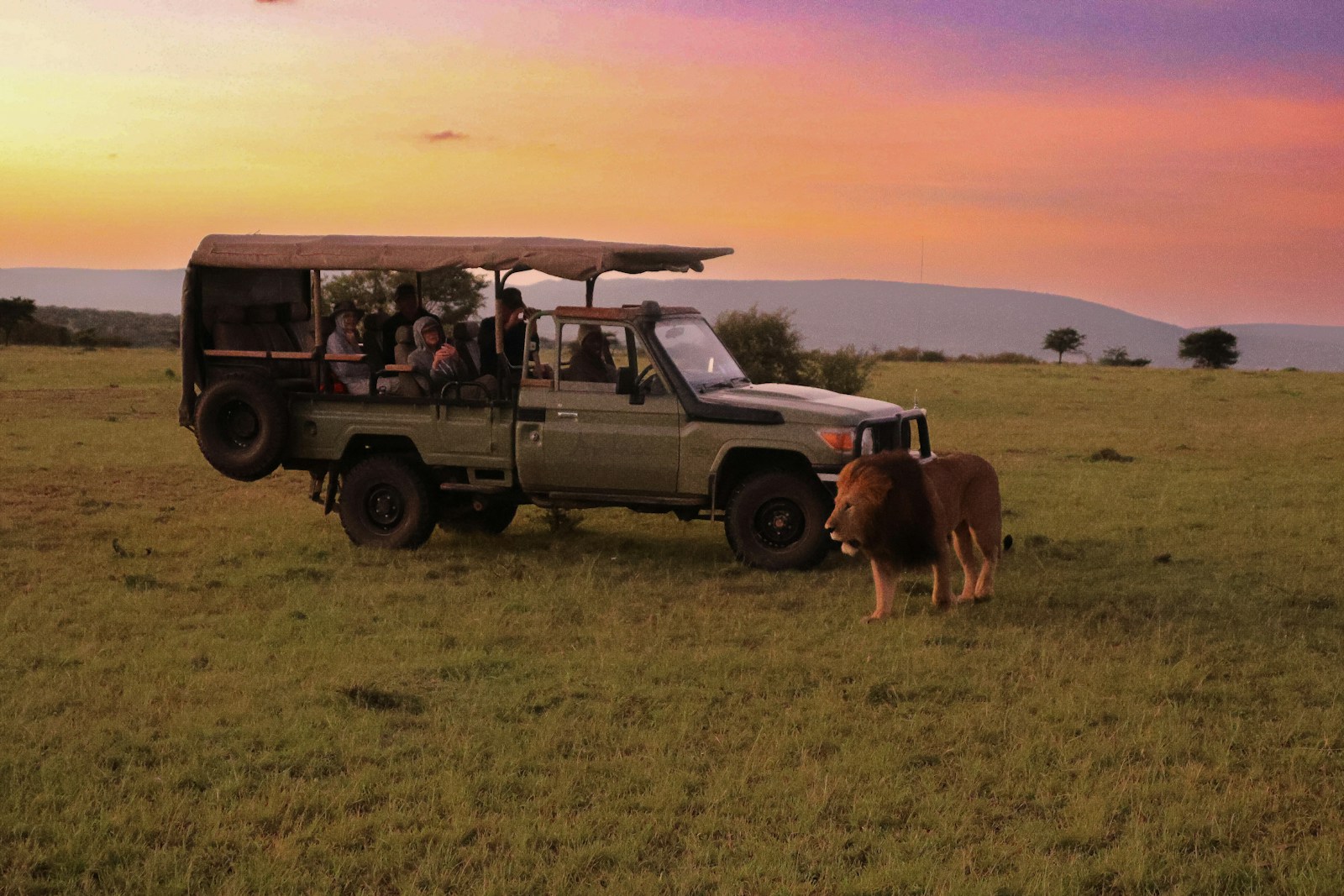 a safari vehicle with a cow in the foreground